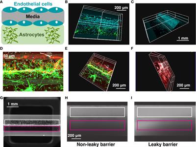Astrocytes regulate vascular endothelial responses to simulated deep space radiation in a human organ-on-a-chip model